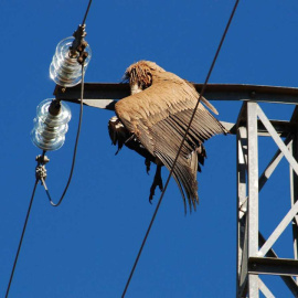 buitre leonado electrocutado