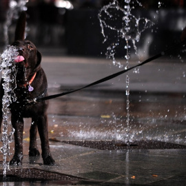 Un perro bebe agua de una fuente en Córdoba el pasado 29 de junio.: AFP/ CRISTINA QUICLER