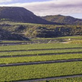 Las cooperativas catalanas del cava alertan que es necesario frenar el "oligopolio" de los elaboradores