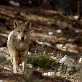 Ejemplar de lobo ibérico.