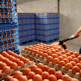 Huevos empaquetados listos para enviar en una granja de Wortel, Bélgica. REUTERS/Francois Lenoir