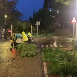 Los servicios de limpieza retiran algunos árboles que han caído en Marbella debido a un temporal con tornado incluido.