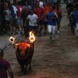 Golpes de calor, ahogamientos y descargas eléctricas: los toros sufren un verano más la barbarie de las fiestas patronales