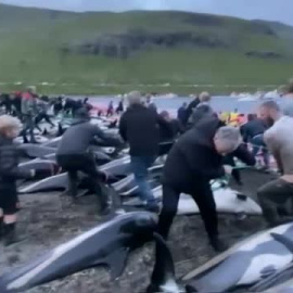 Masacre de 1.500 delfines por los pescadores de Islas Feroe