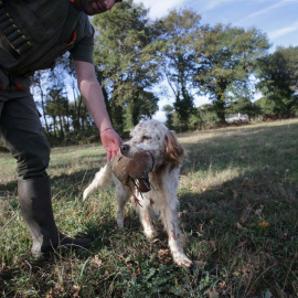 Un cazador perteneciente al Coto de Cela, recoge una perdiz con su perro de caza en el Tecor Santa Isabel, a 16 de octubre de 2022, en Vilela, Outeiro de Rei, Lugo.