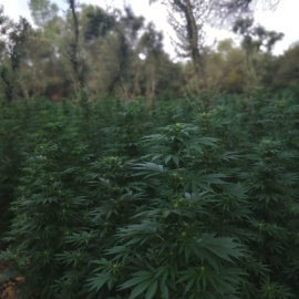 Plantació de marihuana localitzada al terme municipal de Vimbodí i Poblet.