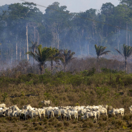 El ganado pasta junto a una zona quemada por un incendio en la selva amazónica, en el estado de Pará, Brasil.