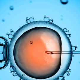 Ovúlo humano durante el proceso de fecundación 'in vitro'. / Fotolia