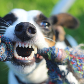 Perro jugando.