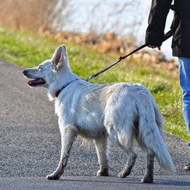 El curso obligatorio que tendrás que pasar si tienes un perro