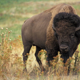 El bisonte americano (Bison bison) es un hospedador de vida silvestre susceptible a la enfermedad bacteriana brucelosis. El bisonte americano (Bison bison) es un hospedador de vida silvestre susceptible a la enfermedad bacteriana brucelosis.