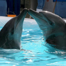 Los delfines llamados Tutti y Frutti participan en un espectáculo en Ciudad Pasig, este de Manila (Filipinas).