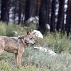 El lobo en Galicia, en el punto de mira