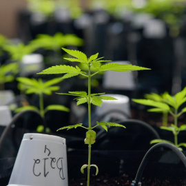 Una plantación de cannabis dentro de un invernadero de la Universidad Federal de Vicosa, en el estado de Minas Gerais, Brasil. REUTERS / Washington Alves