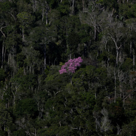 Los árboles crecen en el Amazonas en Apui, la región sur del estado de Amazonas /REUTERS (Bruno Kelly)