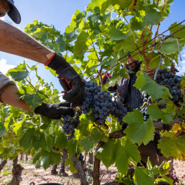 Vendimia La Rioja