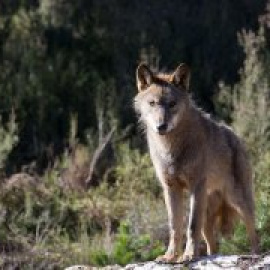 La convivencia entre humanos y lobos es posible si las comunidades rurales reciben un mayor apoyo