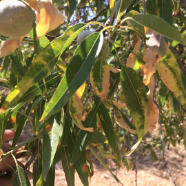 Irrupción en los campos valencianos de la xylella fastidiosa. La Unió