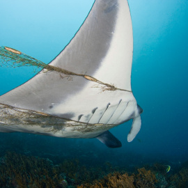 Una manta raya enzarzada en una red de pesca, en la Micronesia.