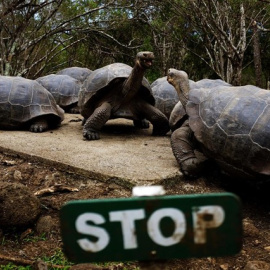 Tortugas gigantes de las Islas Galápagos. REUTERS/ Nacho Doce