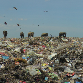 Elefantes salvajes en un vertedero de basura cerca de la ciudad de Ampara en Sri Lanka, 4 de octubre de 2020.