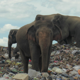 Elefantes salvajes en un vertedero de basura cerca de la ciudad de Ampara en Sri Lanka, el 4 de octubre de 2020.