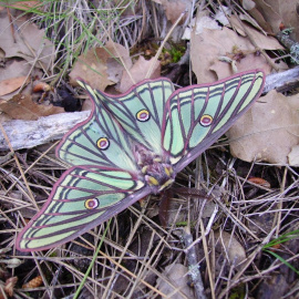 La mariposa isabelina (Graellsia isabellae) que vive de los Montes Universales tiene la categoría «De Interés Especial» en el Catálogo Nacional de Especies Amenazadas de España.