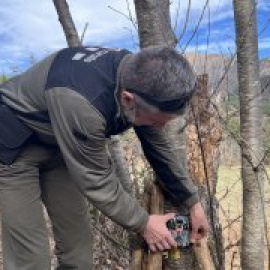 Un llop recorre més de 1.200 quilòmetres des d'Alemanya fins a l'Alta Ribagorça