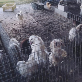 Criadero ilegal de perros de raza localizado en un secadero de tabajo de Belicena, en Vegas del Genil (Granada).