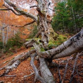 Fageda de Gresolet