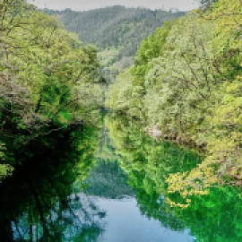 As Fragas do Eume, otro bosque autóctono gallego amenazado por la invasión de eucaliptos