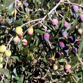 Olives en una olivera d'una finca de Valls, l'any passat