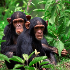 Dos chimpancés en libertad en África