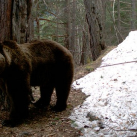 Un oso deambula por un paraje del Pirineo catalán pintado de blanco por las nieves invernales.