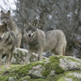 ¿Quedan lobos en Andalucía?