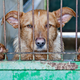 Imagen de un perro abandonado. Pixabay