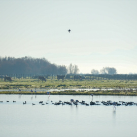 Imagen del Parque Natural de Doñana en Huelva, Andalucía (España).