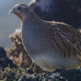 Perdiz pardilla, especie en peligro de extinción.