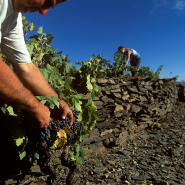 La verema al Priorat