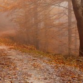 Deu fagedes espectaculars per anar d'excursió amb nens