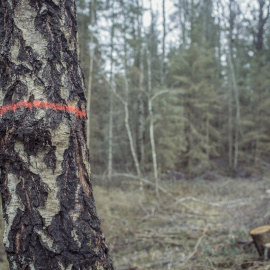 Árbol señalado en el Parque Natural de Haanja, en Estonia.