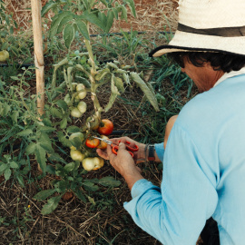 Granja ecololgica S’Estació de Fruitera, en  Santa Gertrudis.