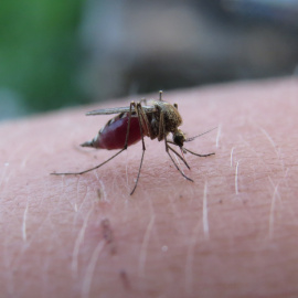 Foto de un mosquito picando a una persona.