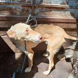 Perros en situación de abandono.