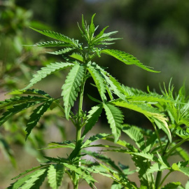 Fotografía de una planta de marihuana.