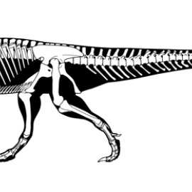 Se cree que los restos pertenecen probablemente a un Torvosaurus o Megalosaurus. Museo del Jurásico de Asturias