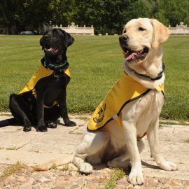 Dos ejemplares de perros guía de la ONCE.