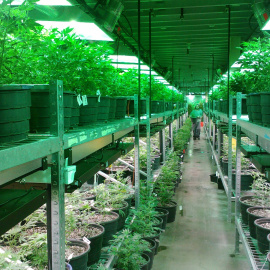 Imagen recurso de una plantación de marihuana en Colorado, EEUU. - Pixabay