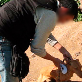 Un agente del Seprona rescata a un perro. GUARDIA CIVIL