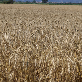 Un camp de blat a la plana de l'Empordà de Farina de Girona